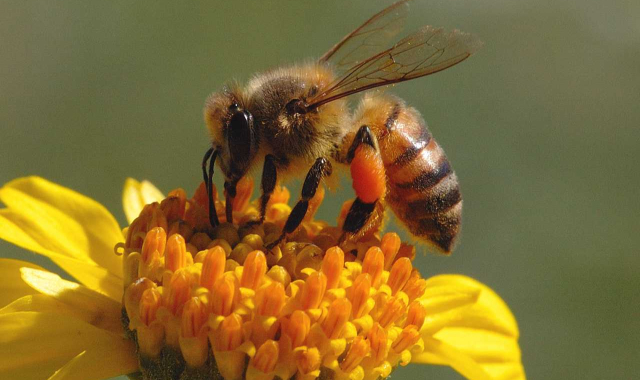 yellow honeybee